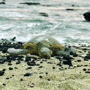 Meet your Posher, Dylan